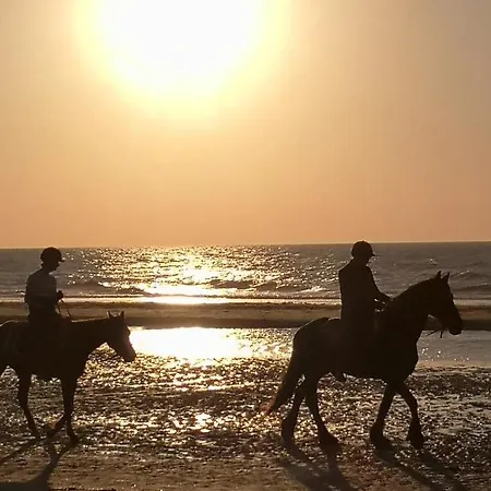 Zeester En Koffie. Oostduinkerke-Bad